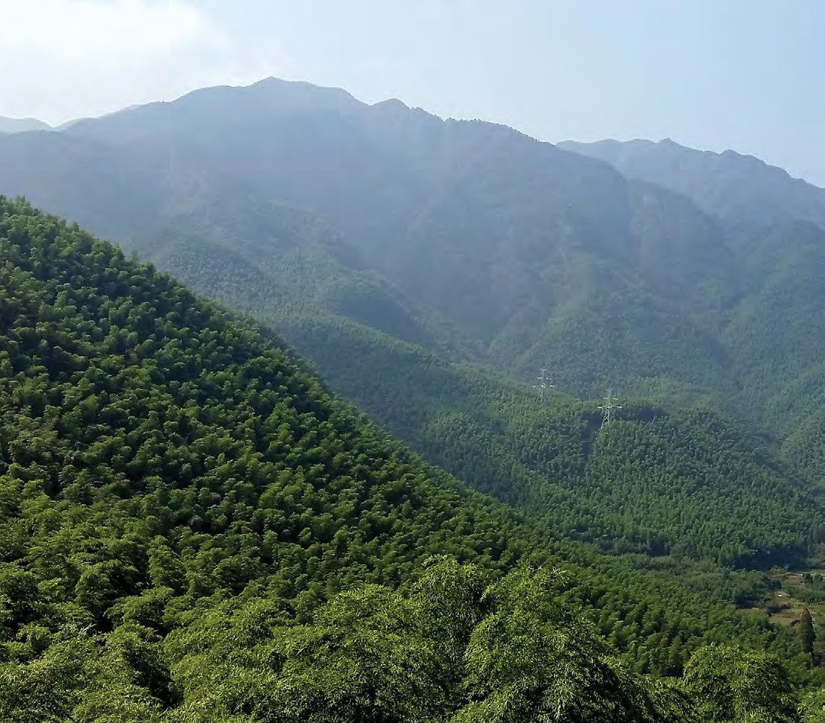 Moso bamboo forest